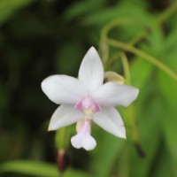 Spathoglottis